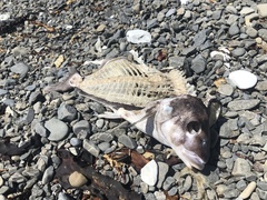 Latridopsis ciliaris