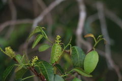 Excoecaria dallachyana