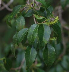 Excoecaria dallachyana