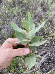 Corymbia confertiflora