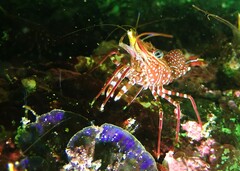 Rhynchocinetes serratus