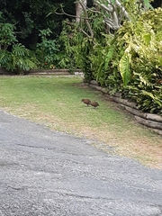 Gallirallus sylvestris