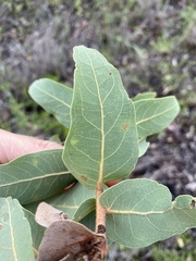 Corymbia confertiflora