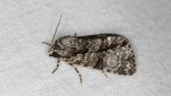 Cycloprora nodyna