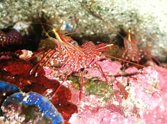 Rhynchocinetes serratus