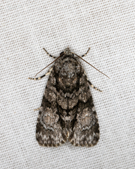 Cycloprora nodyna