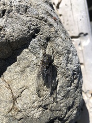 Amphipsalta strepitans