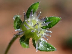 Omphalolappula concava