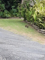 Gallirallus sylvestris