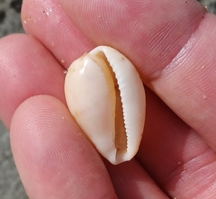 Notocypraea comptonii