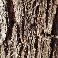 Tamopsis fickerti