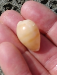 Notocypraea comptonii