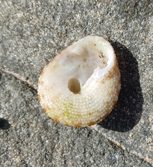 Clanculus flagellatus