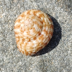 Clanculus flagellatus