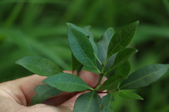 Triflorensia cameronii