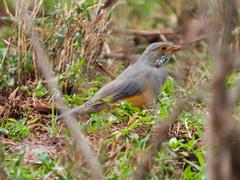 Turdus tephronotus
