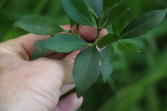 Triflorensia cameronii