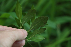 Triflorensia cameronii