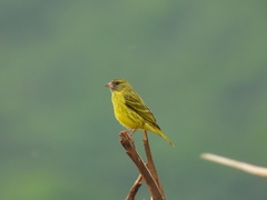 Crithagra hyposticta