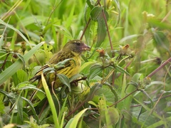 Crithagra hyposticta