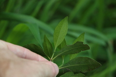 Triflorensia cameronii