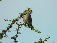 Bradornis microrhynchus