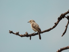 Bradornis microrhynchus