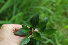 Triflorensia cameronii