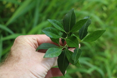 Triflorensia cameronii