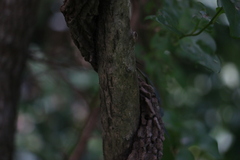 Triflorensia cameronii