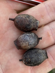 Corymbia erythrophloia