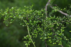 Everistia vacciniifolia nervosa