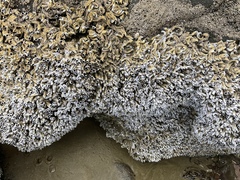 Spirobranchus cariniferus