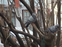 Columba livia domestica