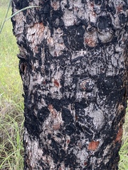 Corymbia erythrophloia