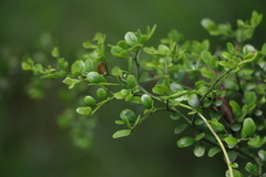 Everistia vacciniifolia nervosa