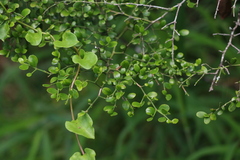 Everistia vacciniifolia nervosa