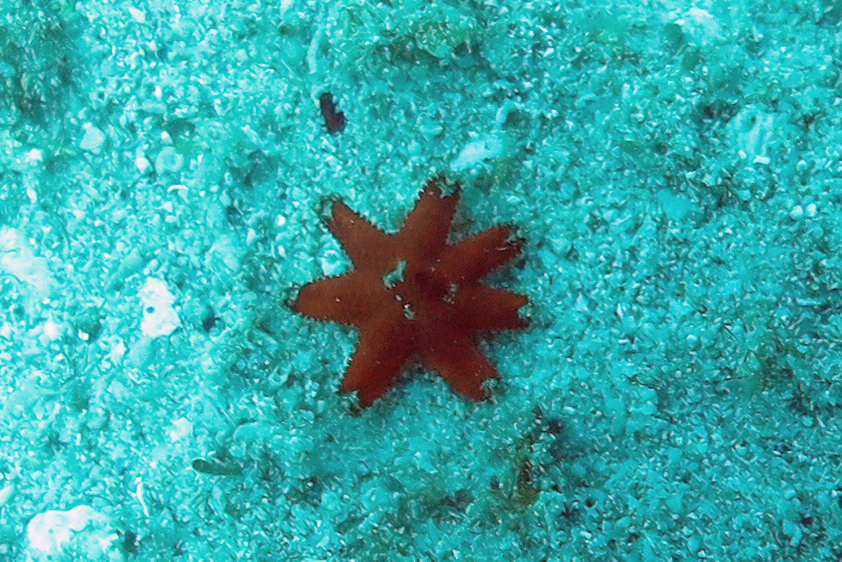 Aquilonastra conandae