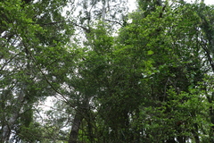 Everistia vacciniifolia nervosa
