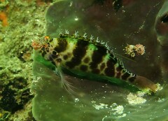 Cirrhitichthys aprinus