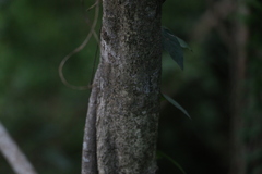Everistia vacciniifolia nervosa