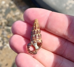 Batillaria australis