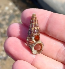 Batillaria australis