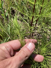 Artemisia campestris caudata