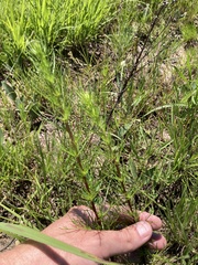 Artemisia campestris caudata