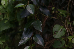 Excoecaria dallachyana