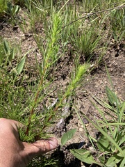 Artemisia campestris caudata
