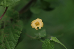 Abutilon oxycarpum