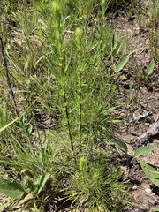 Artemisia campestris caudata