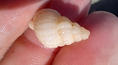 Cymatiella